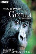 Watch Gorilla Revisited with David Attenborough Vodly