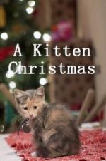 Watch A Kitten Christmas Vodly