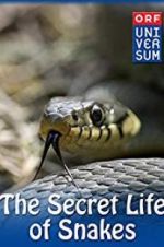 Watch The Secret Life of Snakes Vodly