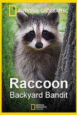 Watch Raccoon: Backyard Bandit Vodly