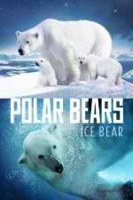 Watch Polar Bears Ice Bear Vodly