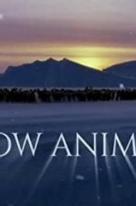 Watch Snow Animals Vodly