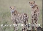 Watch Surviving the Serengeti Vodly