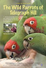 Watch The Wild Parrots of Telegraph Hill Vodly