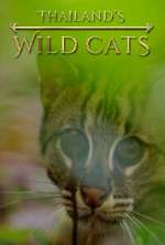 Watch Thailand's Wild Cats Vodly