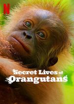 Watch Secret Lives of Orangutans Vodly