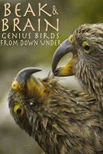 Watch Beak & Brain - Genius Birds from Down Under Vodly