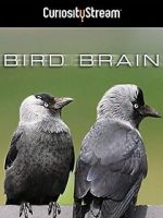 Watch Bird Brain Vodly