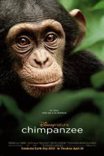 Watch Chimpanzee Vodly