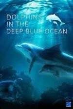 Watch Dolphins in the Deep Blue Ocean Vodly