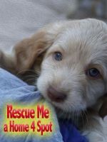 Watch Rescue Me: A Home 4 Spot Vodly