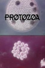 Watch Protozoa Vodly