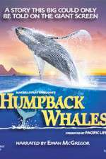 Watch Humpback Whales Vodly