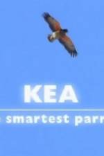 Watch Kea - The Smartest Parrot Vodly