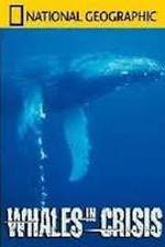 Watch National Geographic: Whales in Crisis Vodly