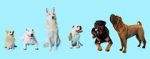 Watch How Dogs Got Their Shapes Vodly