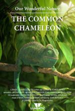 Watch Our Wonderful Nature - The Common Chameleon Vodly