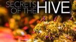 Watch Secrets of the Hive Vodly