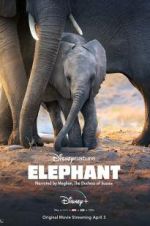 Watch Elephant Vodly