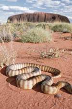 Watch DEADLY PREDATORS.AUSTRALIAN PYTHONS Vodly