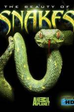 Watch The Beauty of Snakes Vodly