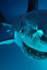 Watch National Geographic. Shark attacks investigated Vodly