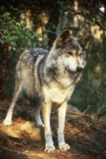 Watch National Geographic Wild - Inside the Wolf Pack Vodly