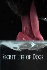 Watch Secret Life of Dog Vodly