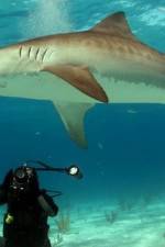 Watch Dive To Tiger Shark Central Vodly