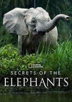 Watch Secrets of the Elephants Vodly