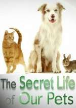 Watch The Secret Life of Our Pets Vodly