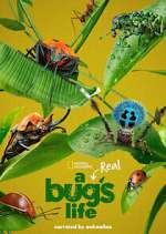 Watch A Real Bug's Life Vodly