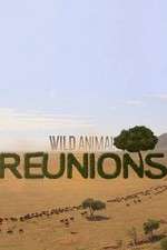Watch Wild Animal Reunions Vodly