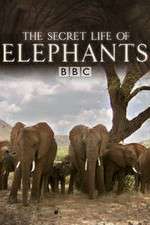 Watch The Secret Life of Elephants Vodly