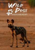 Watch Wild Dogs: Running with the Pack Vodly
