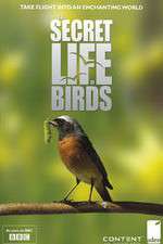 Watch Iolo's Secret Life of Birds Vodly