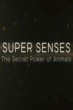 Watch Super Senses The Secret Power of Animals Vodly