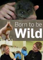 Watch Born to Be Wild Vodly