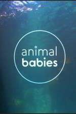 Watch Animal Babies Vodly
