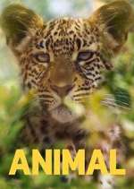 Watch Animal Vodly