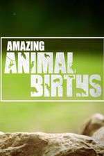 Watch Amazing Animal Births Vodly