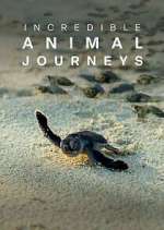 Watch Incredible Animal Journeys Vodly