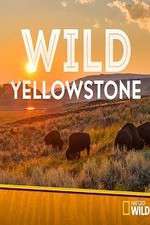 Watch Wild Yellowstone Vodly