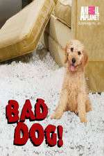 Watch Bad Dog! Vodly