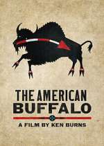 Watch The American Buffalo Vodly